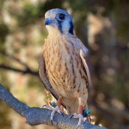  SB Audubon Society's "Mouse" the American Kestrel